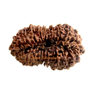 24 Mukhi 38 mm