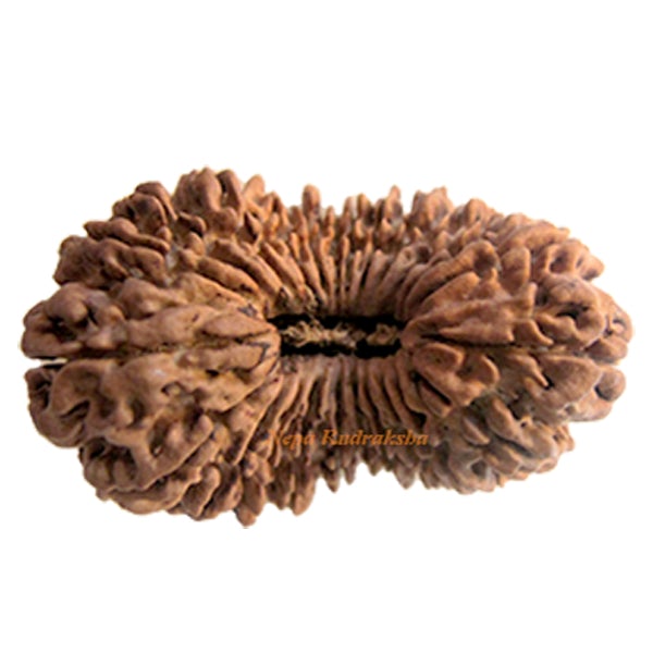 24 Mukhi 38 mm