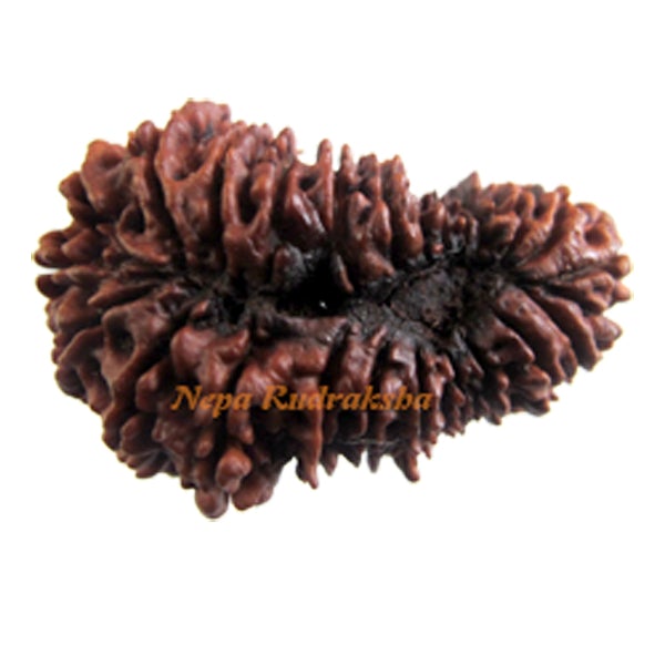 Twenty Five Mukhi