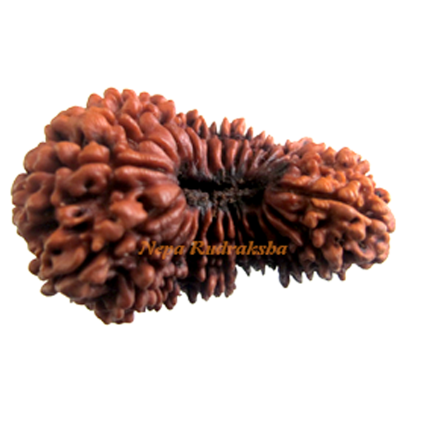 Twenty Five Mukhi