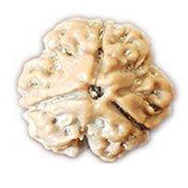 3 Mukhi