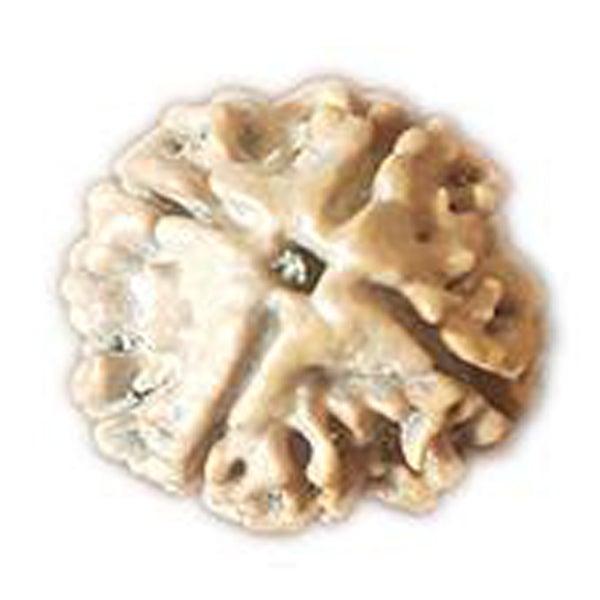 4 Mukhi