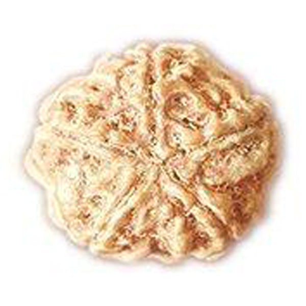 5 Mukhi