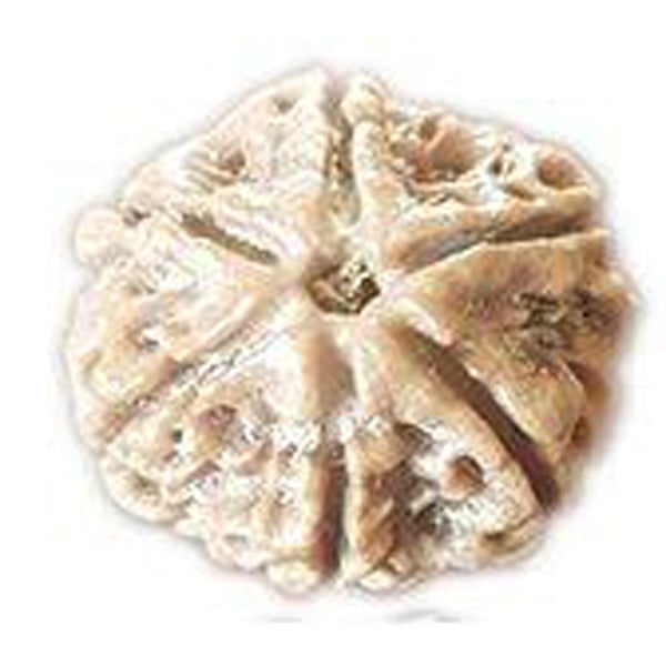 6 Mukhi