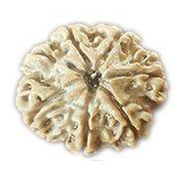 7 Mukhi