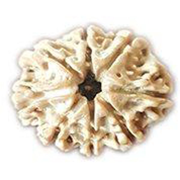 8 Mukhi