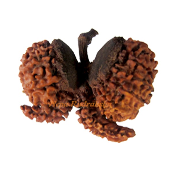 Double Savar /w Stem