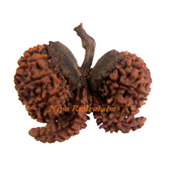 Double Savar /w Stem