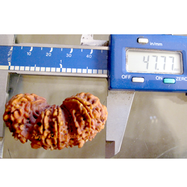 Giant Trijuti 12 Mukhi