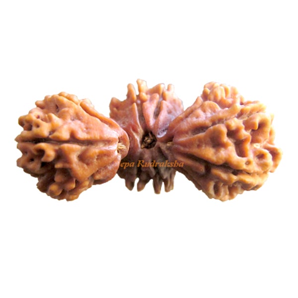 Giant Trijuti 12 Mukhi