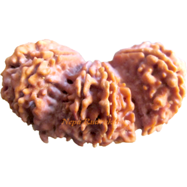 Giant Trijuti 12 Mukhi