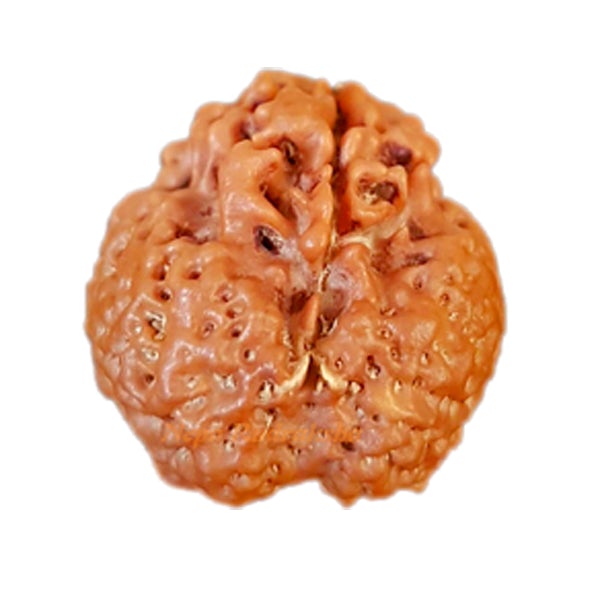 Nepali One Mukhi