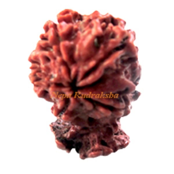 Rudraksha with Aasan
