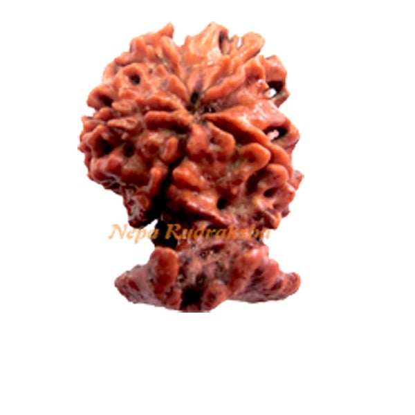 Rudraksha with Aasan