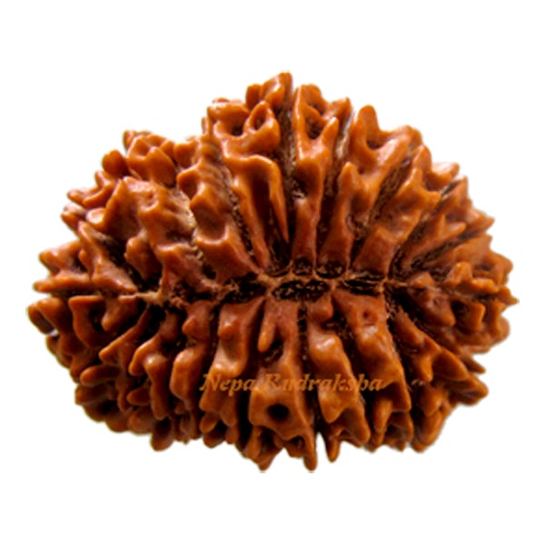 Twenty Mukhi 32.88 mm