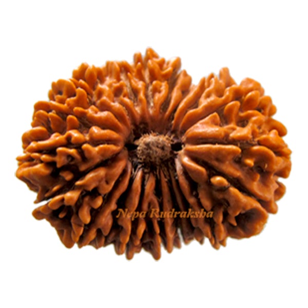 Twenty Mukhi 32.88 mm