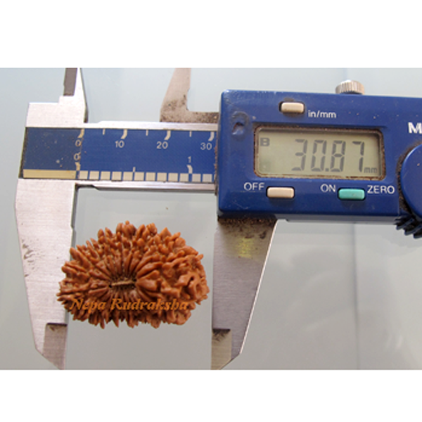 20 Mukhi 30.87 mm