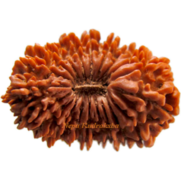 20 Mukhi 30.87 mm