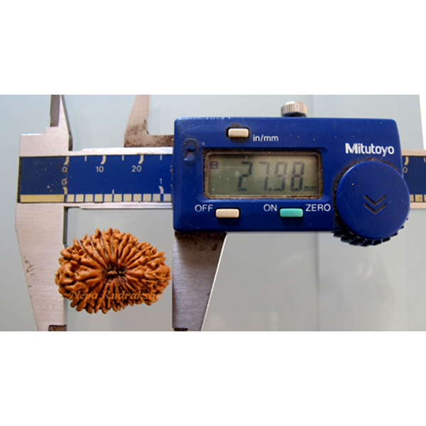Twenty One Mukhi