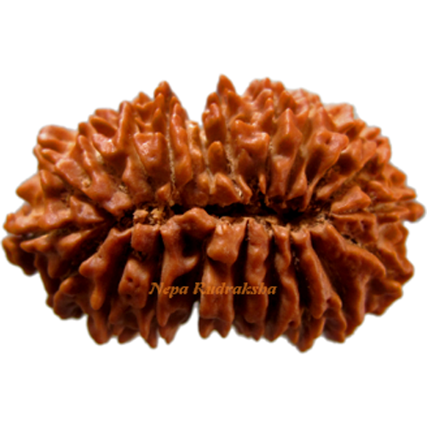 21 Mukhi 33.35mm