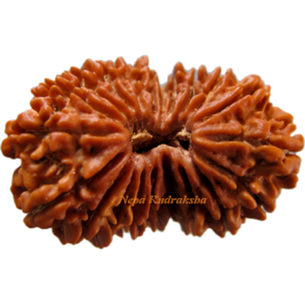 21 Mukhi 33.35mm