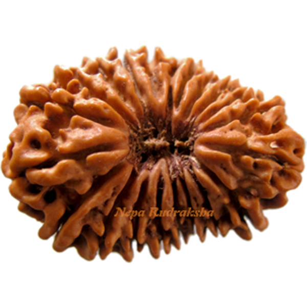 Twenty One Mukhi