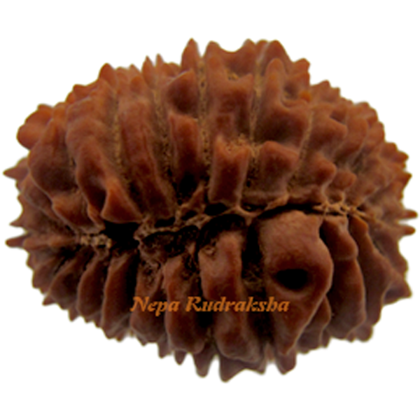 23 Mukhi 28.07 mm