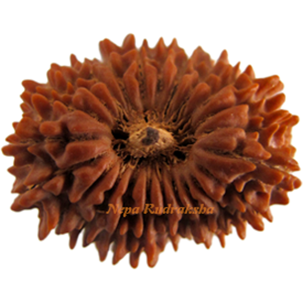 23 Mukhi 28.07 mm