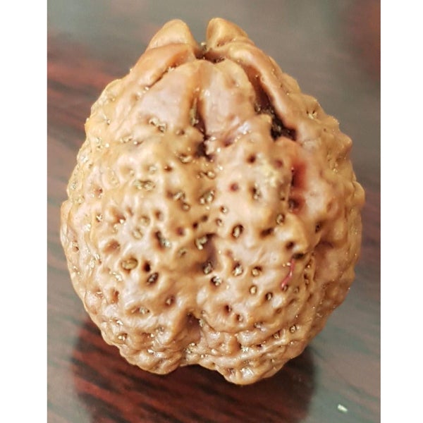 1 Mukhi (Round)