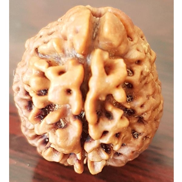 1 Mukhi (Round)