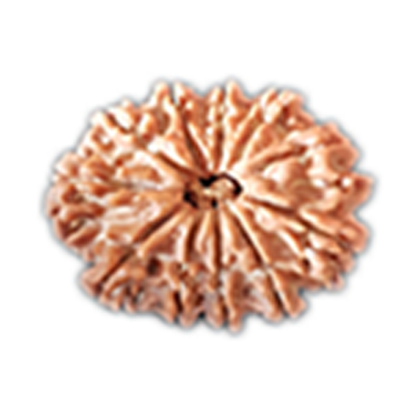 11 Mukhi