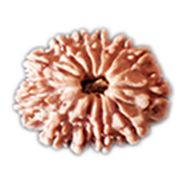 12 Mukhi