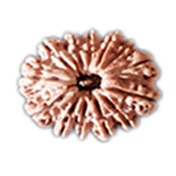 13 Mukhi