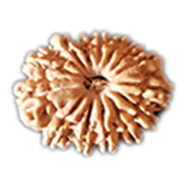 14 Mukhi