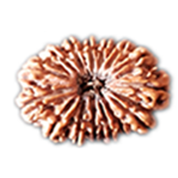 15 Mukhi