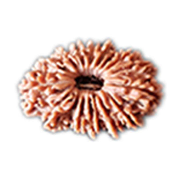 17 Mukhi