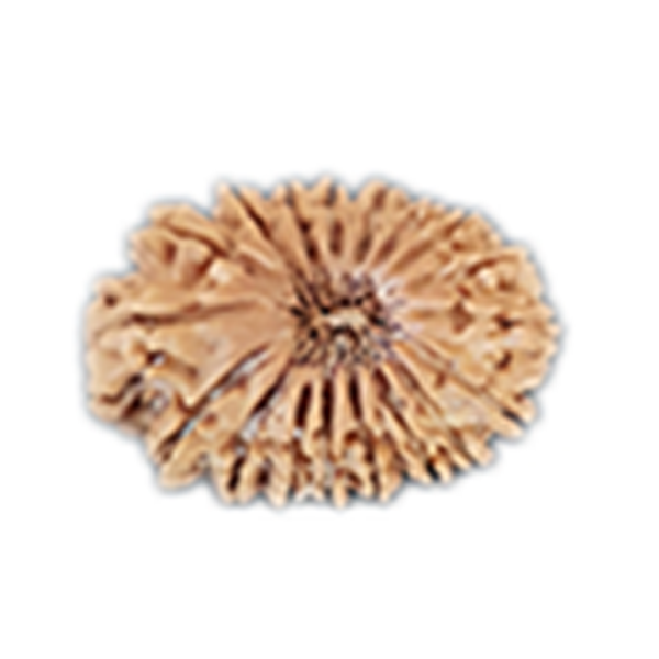 18 Mukhi