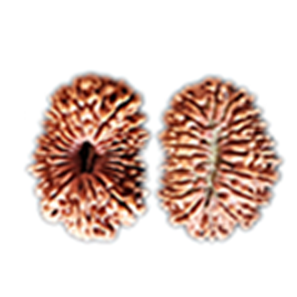19 Mukhi