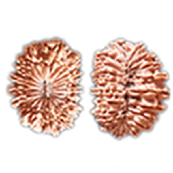 20 Mukhi