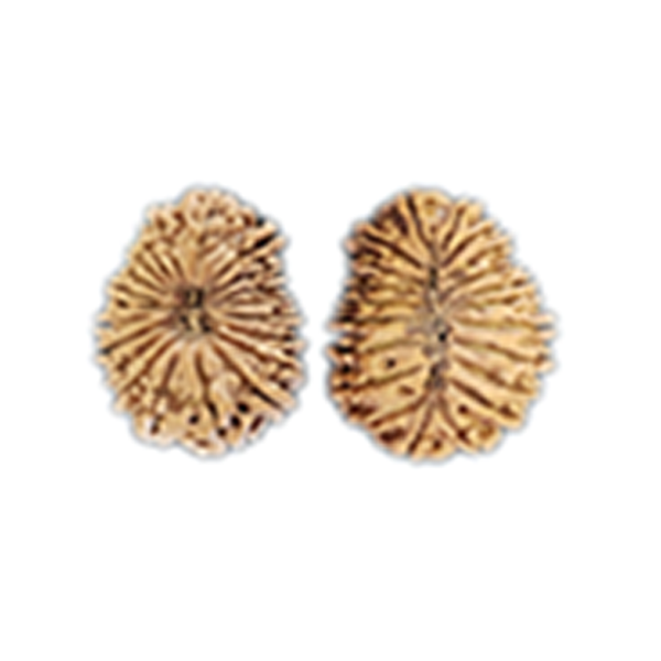 21 Mukhi